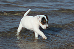hundefotos parson_russell_terrier