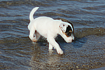 hundefotos parson_russell_terrier
