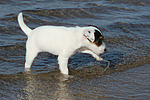 hundefotos parson_russell_terrier