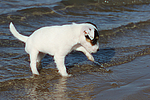 hundefotos parson_russell_terrier