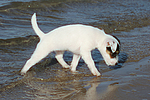 hundefotos parson_russell_terrier