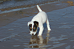 hundefotos parson_russell_terrier