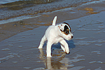 hundefotos parson_russell_terrier