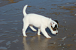 hundefotos parson_russell_terrier