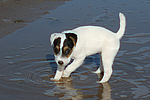 hundefotos parson_russell_terrier