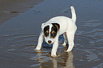 hundefotos parson_russell_terrier