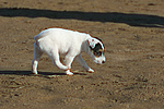 hundefotos parson_russell_terrier
