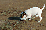 hundefotos parson_russell_terrier