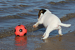 hundefotos parson_russell_terrier