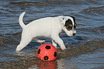 hundefotos parson_russell_terrier