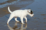 hundefotos parson_russell_terrier