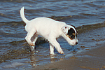 hundefotos parson_russell_terrier
