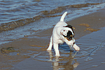 hundefotos parson_russell_terrier