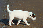 hundefotos parson_russell_terrier