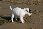 hundefotos parson_russell_terrier