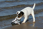 hundefotos parson_russell_terrier