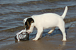 hundefotos parson_russell_terrier