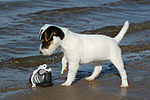 hundefotos parson_russell_terrier