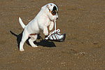 hundefotos parson_russell_terrier