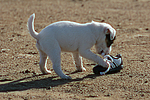 hundefotos parson_russell_terrier