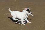 hundefotos parson_russell_terrier