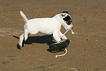 hundefotos parson_russell_terrier