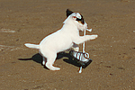 hundefotos parson_russell_terrier