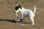 hundefotos parson_russell_terrier