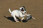 hundefotos parson_russell_terrier