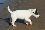 hundefotos parson_russell_terrier