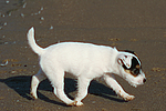 hundefotos parson_russell_terrier