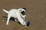 hundefotos parson_russell_terrier