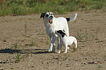 hundefotos parson_russell_terrier