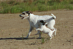 hundefotos parson_russell_terrier
