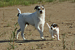 hundefotos parson_russell_terrier
