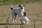 hundefotos parson_russell_terrier