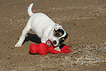 hundefotos parson_russell_terrier