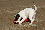 hundefotos parson_russell_terrier