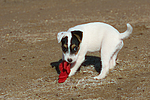 hundefotos parson_russell_terrier