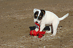 hundefotos parson_russell_terrier