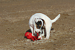 hundefotos parson_russell_terrier