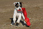 hundefotos parson_russell_terrier