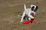 hundefotos parson_russell_terrier