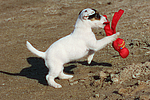 hundefotos parson_russell_terrier