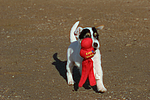 hundefotos parson_russell_terrier