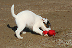 hundefotos parson_russell_terrier