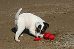 hundefotos parson_russell_terrier