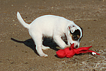 hundefotos parson_russell_terrier