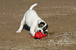 hundefotos parson_russell_terrier