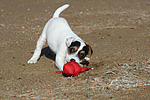 hundefotos parson_russell_terrier